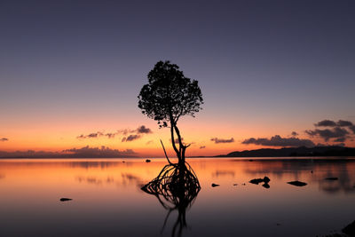 Sunset image of tree in water