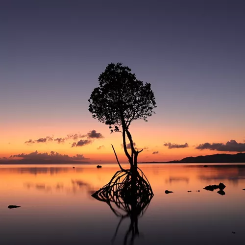 Tree Surrounded by Water with a Sunset Behind