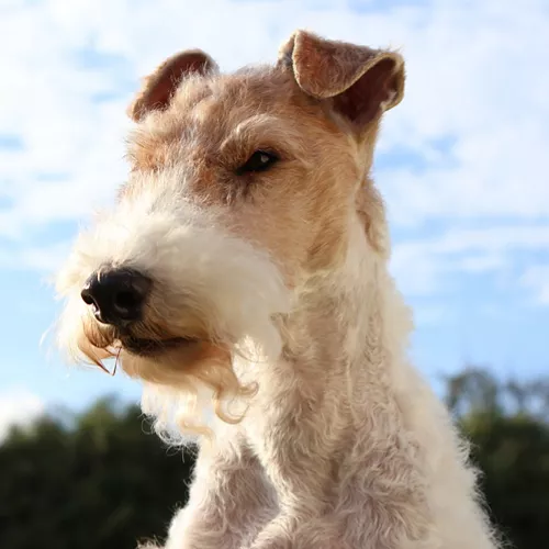 3 Quarter View of a Dogs Head