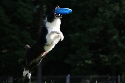 Dog Catching Frisbee in the Air