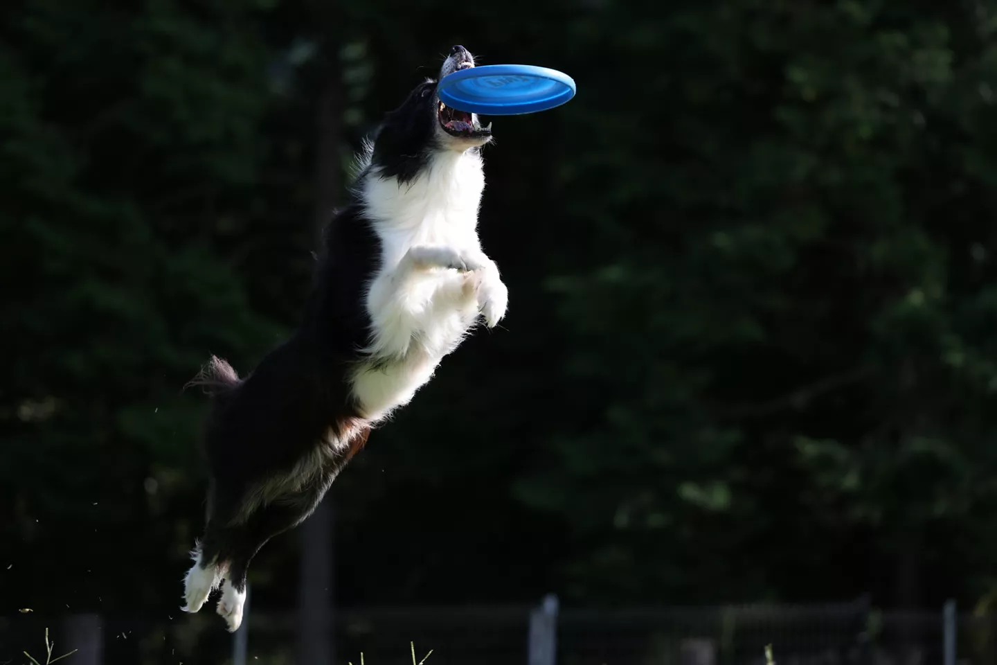Dog Catching Frisbee in the Air