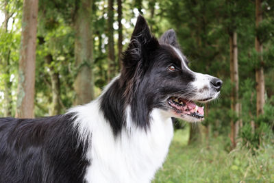 Side Profile of a Dogs Head