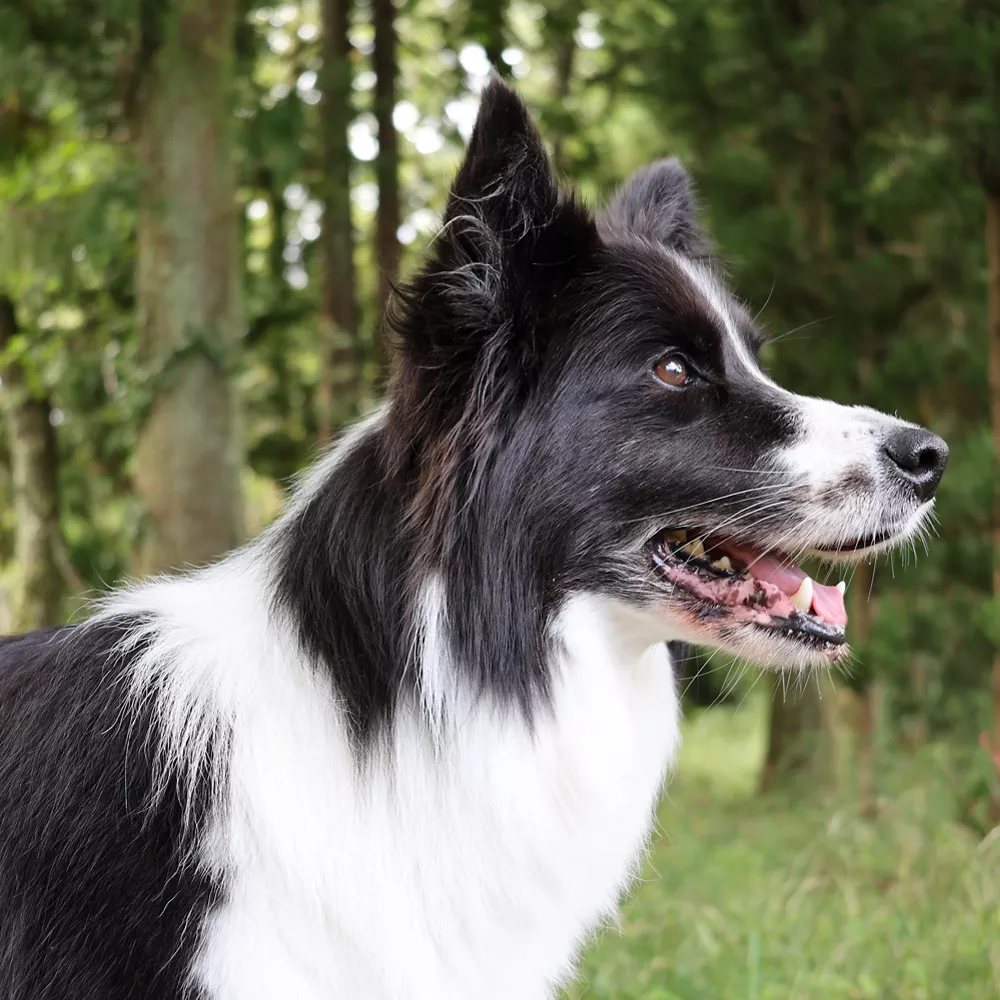 Side Profile of a Dogs Head