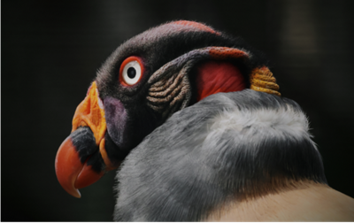 EOS R7 Sample Image of a Bird