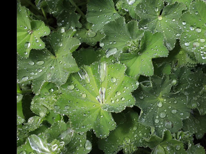 water on leafs