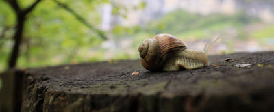 Snail closeup