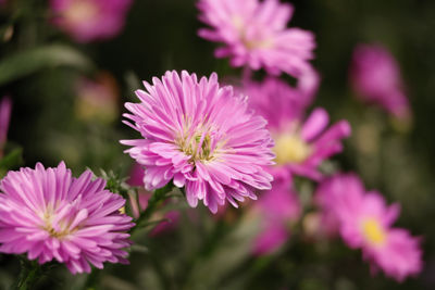 Pink Flower Sample Image