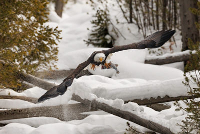eagle in flight over snowy landscape