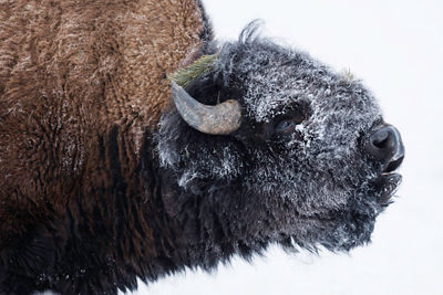 snow covered buffalo