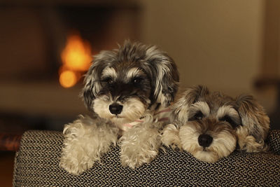 RF85mm F2 Macro IS STM