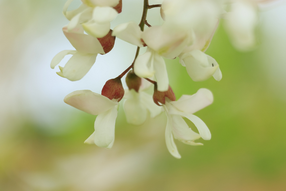 close up of flowers on a tree