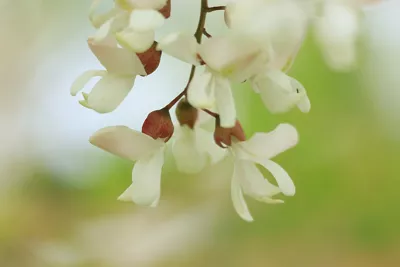 close up of flowers on a tree