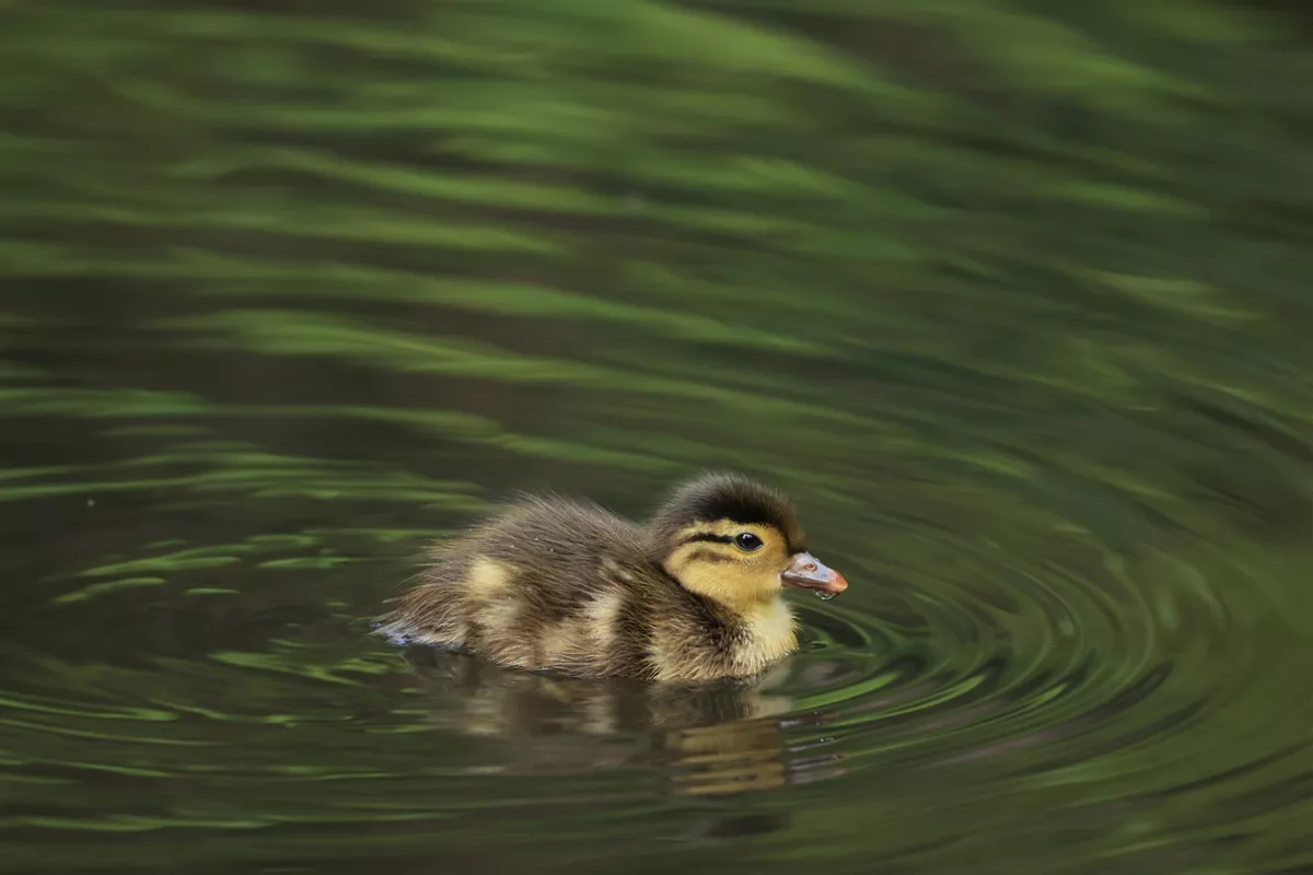 duclking in water