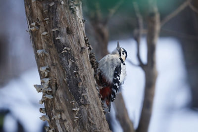 bird perched on tree