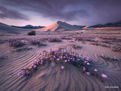 Image by Erin Babnik