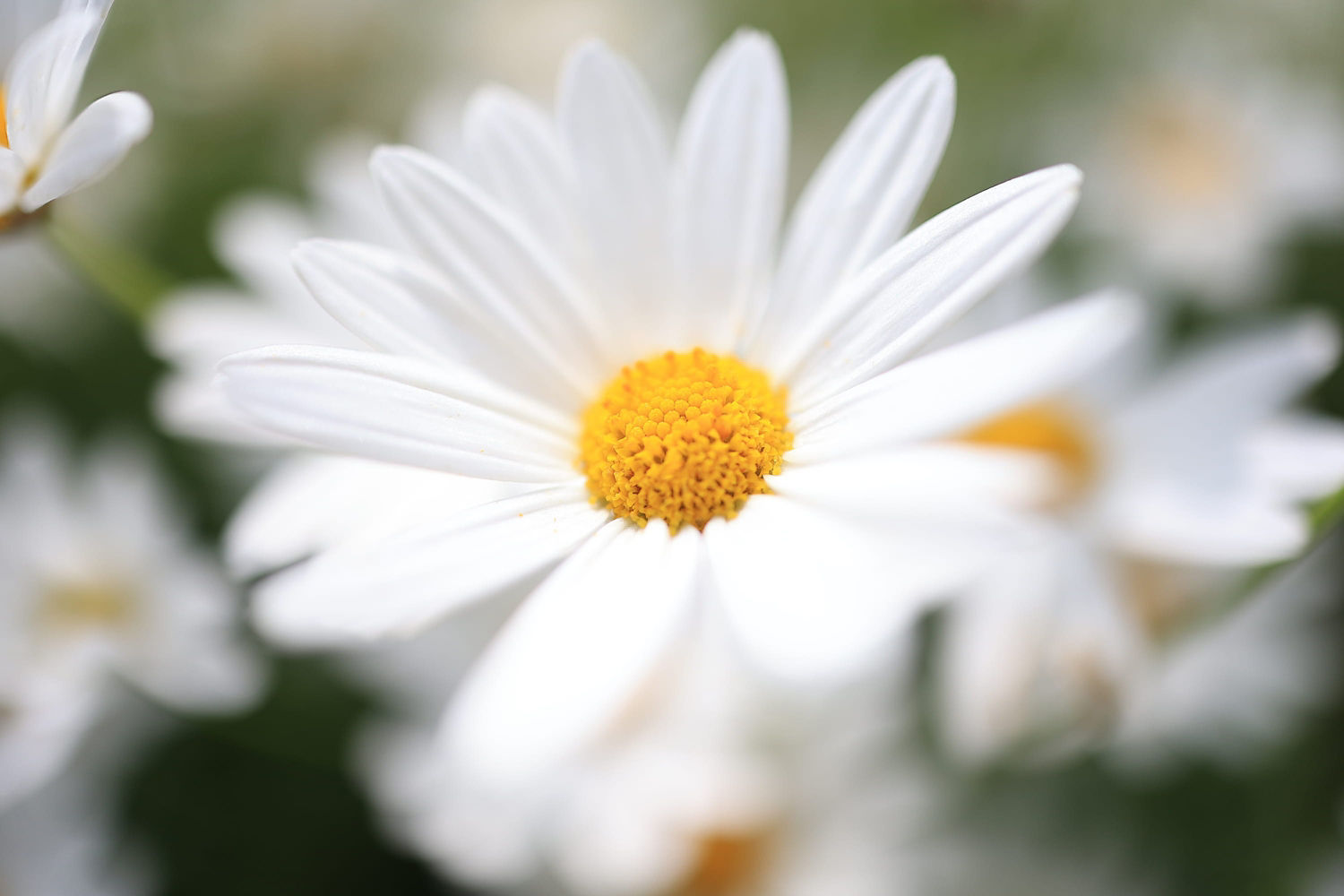 Daisy Flower Close Up
