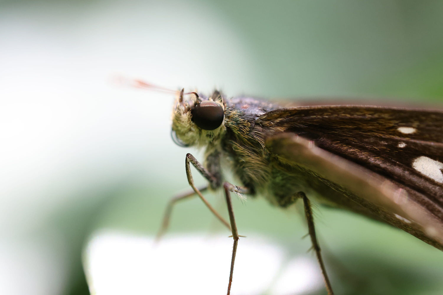 Close Up of a Moth