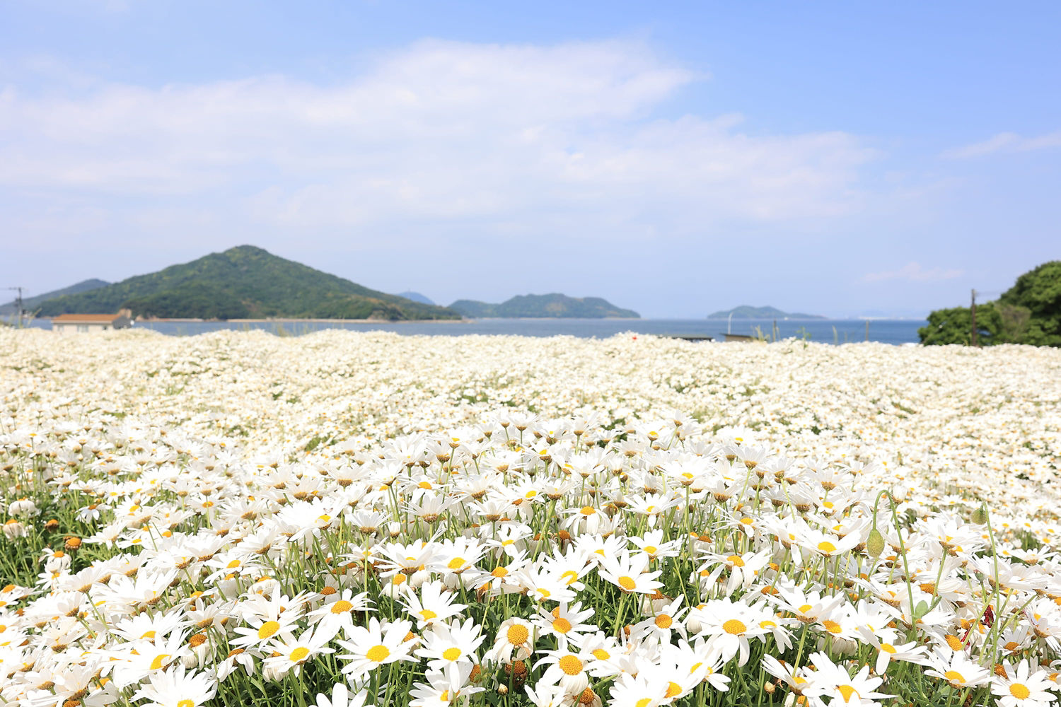 Mountain Range with a bunch of Daisies in Focus