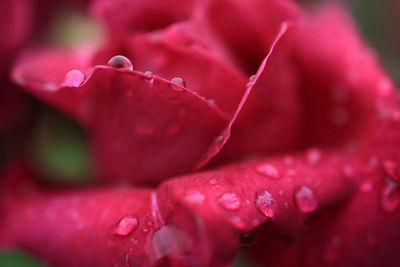 Close Up of a Red Rose