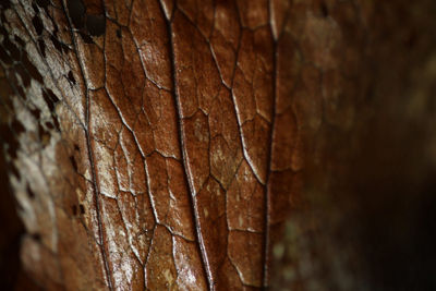 Skin of a Snake