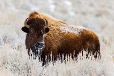 Buffalo Walking in a Grassland