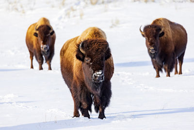 Buffalo Walking on Snow