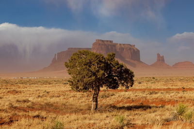 Picture of a Tree in a Desert
