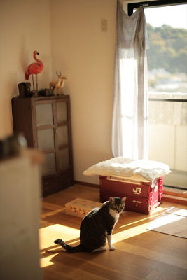Cat in a Room
