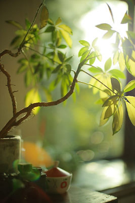 Plant in a Vase