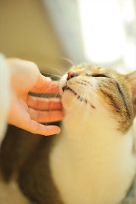 Person Petting a Cat