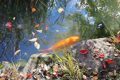 Orange Fish Swimming in a Fish Tank