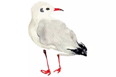 Drawing of White Bird