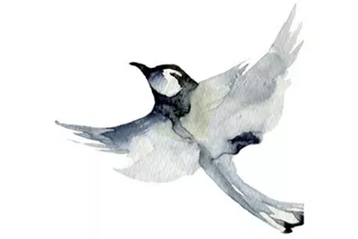 Drawing of Gray Bird