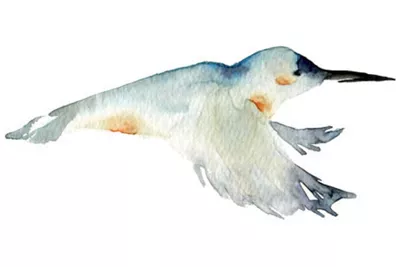 Drawing of Blue Bird