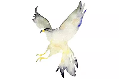 Drawing of Yellow and White Bird