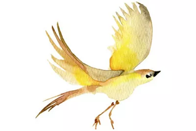 Drawing of Yellow Bird
