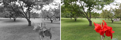 Side by side image of a black and white flower with a tree in the background on the left and the colored version on the right