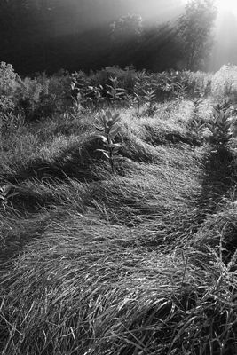 Black and white image of a sunny field of grass and plants