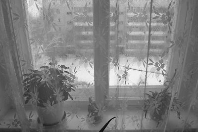 Black and white image of a lacey, see-through curtain covering a small double-paned window with a potted plant on the left