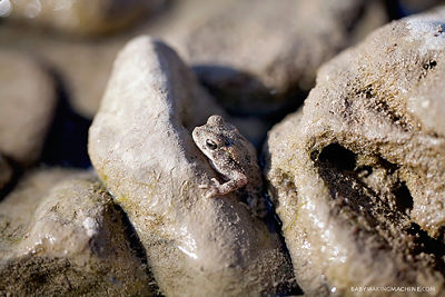 Grey Frog on Grey Rocks