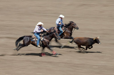 Two cowboys wrangling a steer