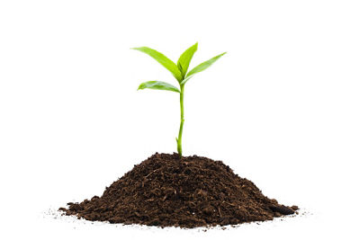 Drawing of Plant Growing