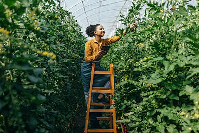 Person Tending to Crops on a Ladder