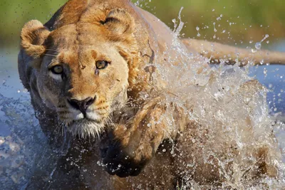 Picture of Lioness by Bruce Dorn