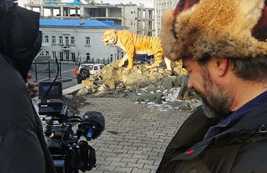 Person Using Cinema Camera to Film a Tiger