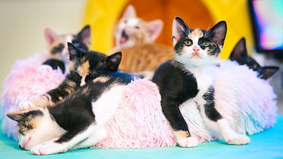 VR Cat meditation thumbnail mage