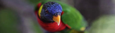 Image of a tropical bird