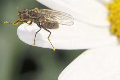 EOS 101 How To: Flash