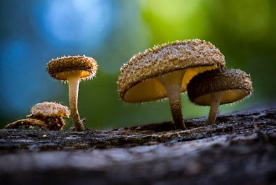 Macro image of furry textured mushrooms growing on a log