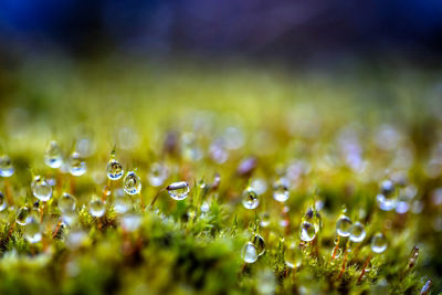 Extreme macro image of water droplets clinging to green moss